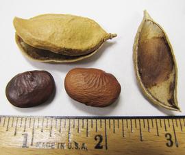   Fruits, seeds:   Millettia pinnata , a dehiscing pod (upper left), the inside of a half of a pod (right), and 2 seeds; Photo by N. Diaz, USDA APHIS PPQ, imageID.idtools.org
